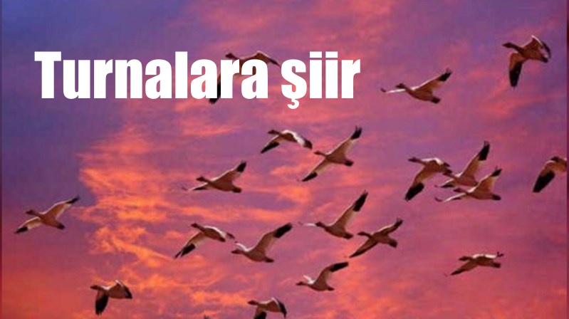 Katar katar göçüp giden turnalar,Durmadan geçtiniz dün akşamüstü.Neydi sizi bizim