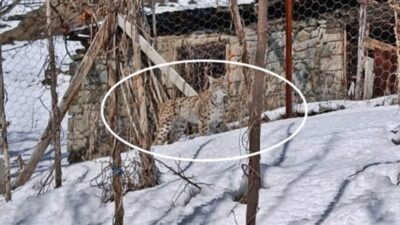 Vatandaşlar, Gümüşhane Merkez ilçe kırsalında bugün gördükleri vaşağı fotoğrafladılar. Vaşaklar;