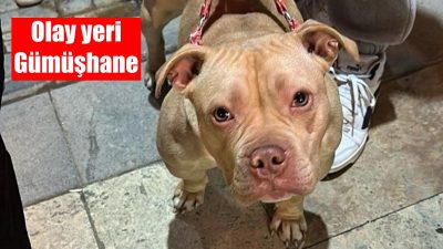 Gümüşhane’de yasaklı ırk köpek gezdiren vatandaşa 76 bin 173 TL