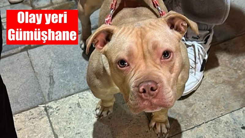 Gümüşhane’de yasaklı ırk köpek gezdiren vatandaşa 76 bin 173 TL