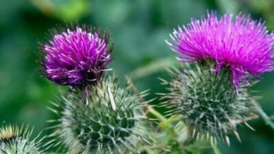 S. Vedat Karaarslan, Arkeolog- Elektronik Mühendisi (MSc.) Kuzular beslenmek için