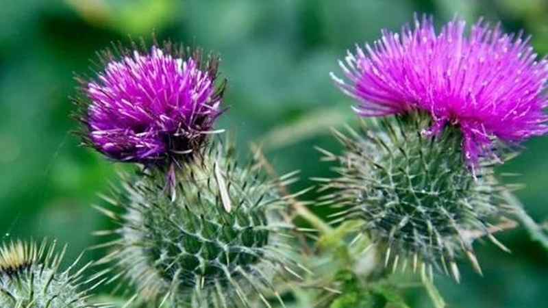 S. Vedat Karaarslan, Arkeolog- Elektronik Mühendisi (MSc.) Kuzular beslenmek için