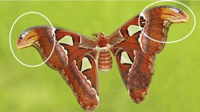 Hasan Pir Hindistan ve Güney Doğu Asya ülkelerinde yaşamakta olan