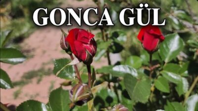 GONCA GÜL İstemem dalına yabani konsun, İçime bir ateş düşer