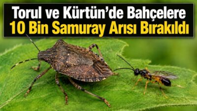 Gümüşhane İl Tarım ve Orman Müdürlüğü ekipleri, kahverengi kokarcayla mücadele