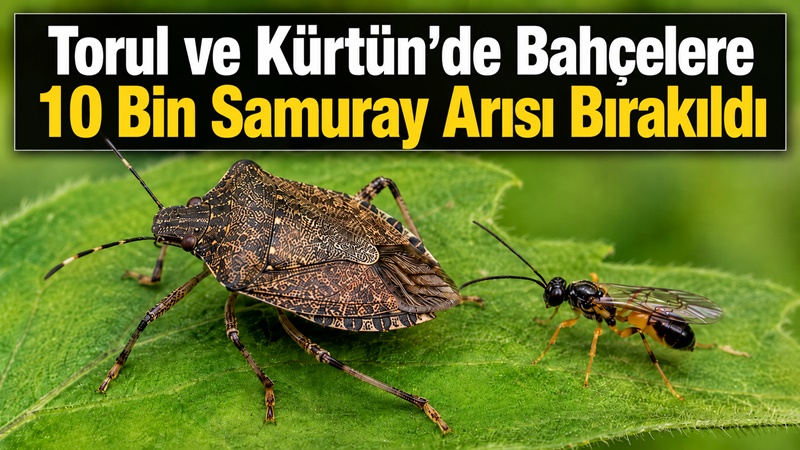Gümüşhane İl Tarım ve Orman Müdürlüğü ekipleri, kahverengi kokarcayla mücadele