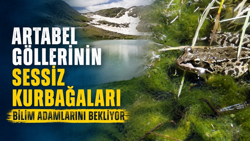 Gümüşhane Artabel Gölleri’nin Ötmeyen Sessiz Kurbağaları Türkiye’nin en önemli tabiat parklarından biri olan Gümüşhane’nin Torul ilçesindeki