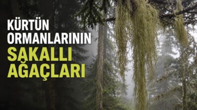 Gümüşhane’nin Kürtün ilçesindeki sisli ve nemli ormanlarda, ağaç dallarından püskül