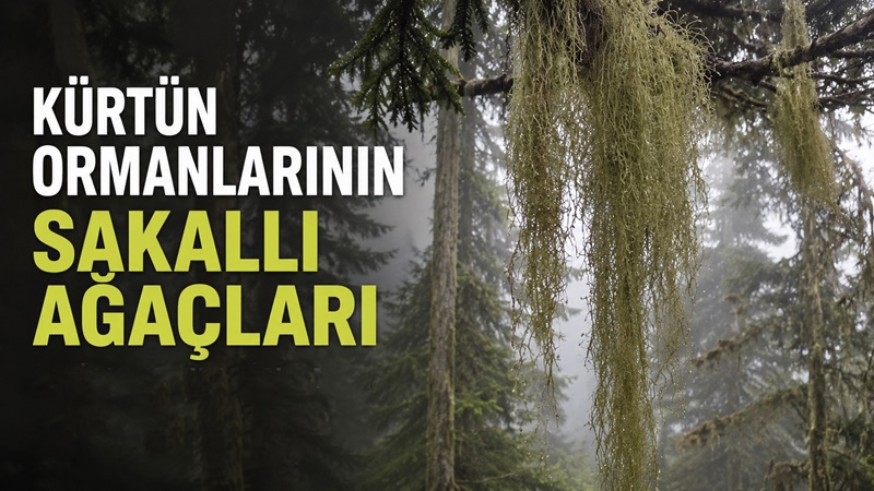 Gümüşhane’nin Kürtün ilçesindeki sisli ve nemli ormanlarda, ağaç dallarından püskül