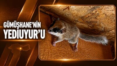 Gümüşhane faunasında kayıtlı olan ancak gececil yaşamı nedeniyle doğada kolay