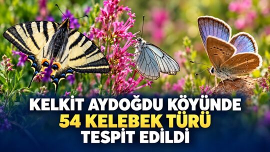 Gümüşhane’nin Kelkit ilçesine bağlı Aydoğdu köyü ve çevresinin kelebek faunasının