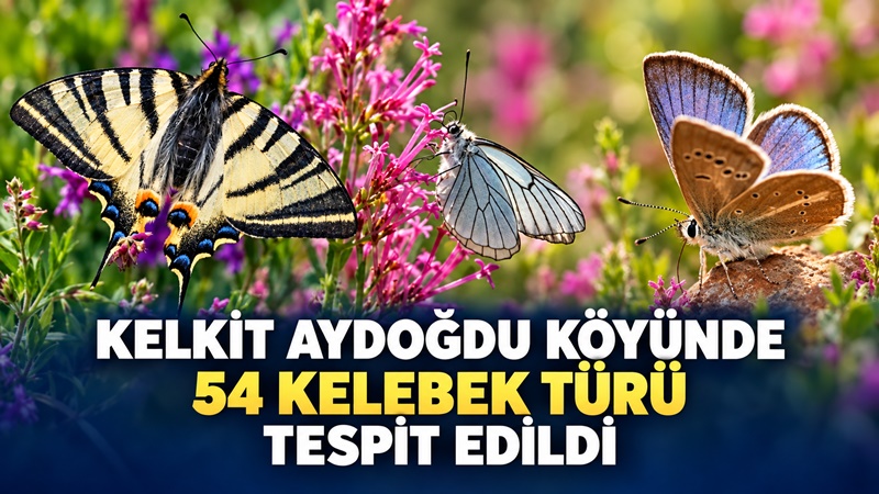 Gümüşhane’nin Kelkit ilçesine bağlı Aydoğdu köyü ve çevresinin kelebek faunasının
